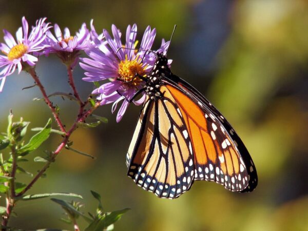 Schmetterlingsfotografie Schmetterling Insekt