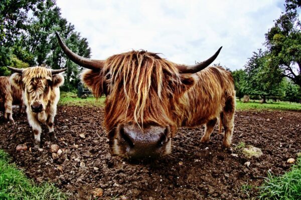 Stier mit Fisheye-Objektiv fotografiert Stier mit Fisheye-Objektiv fotografiert