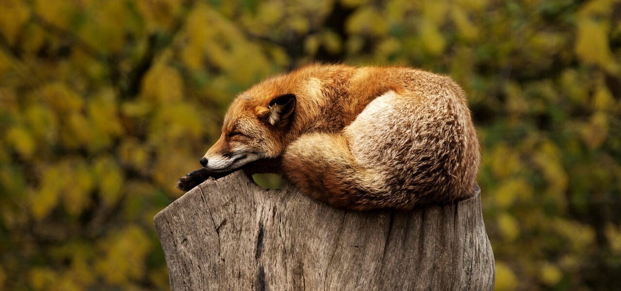 Wildlife-Fotografie Fuchs schlafend
