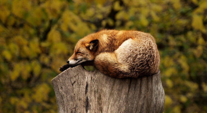 Wildlife-Fotografie Fuchs schlafend