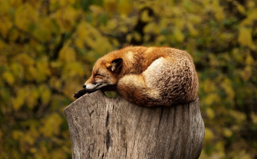 Wildlife-Fotografie: Auf Augenhöhe mit den Tieren eindrucksvolle Bilder gestalten