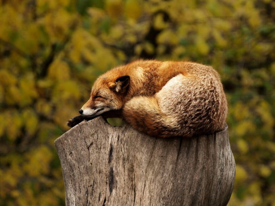 Wildlife-Fotografie Fuchs schlafend