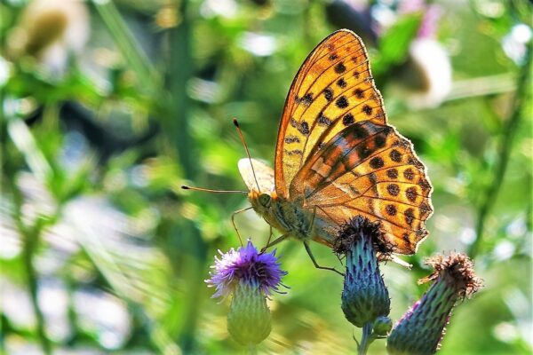 Beispielbild Nr. 3 Sony RX10 III 