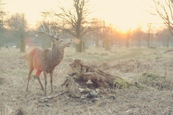 Hirsch bei Sonnenaufgang im Nebel