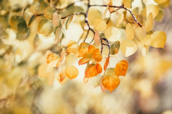 bunte Blätter im Herbst fotografieren