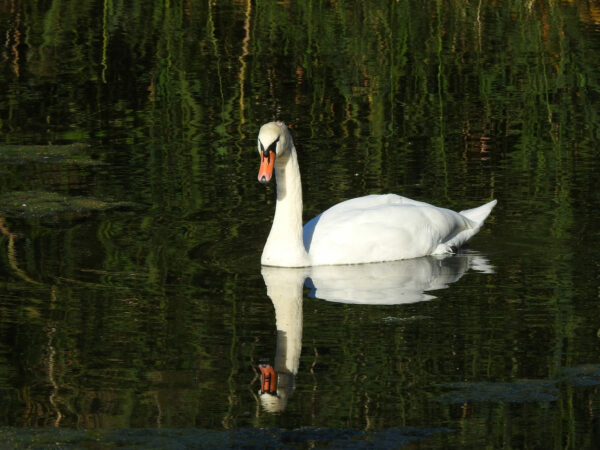 Schwan mit der Nikon P900 fotografiert