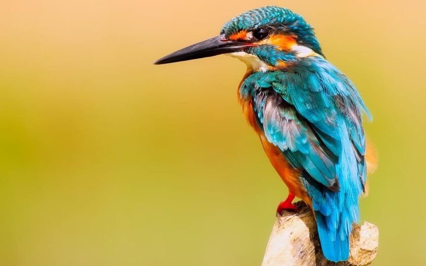 Eisvogel fotografieren Kameraausrüstung