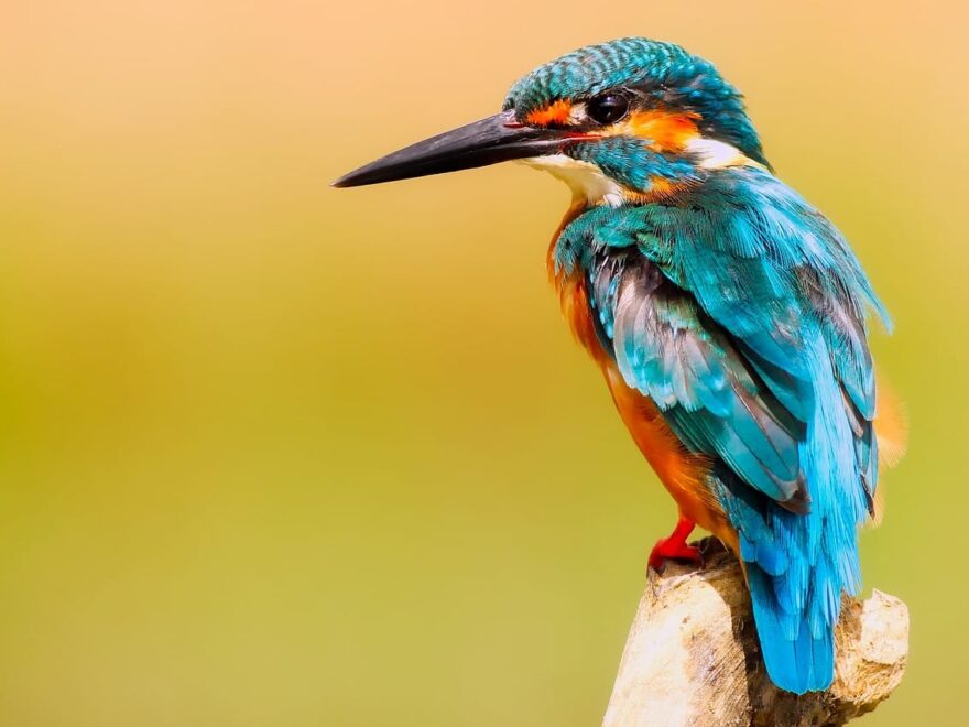 Eisvogel fotografieren Kameraausrüstung