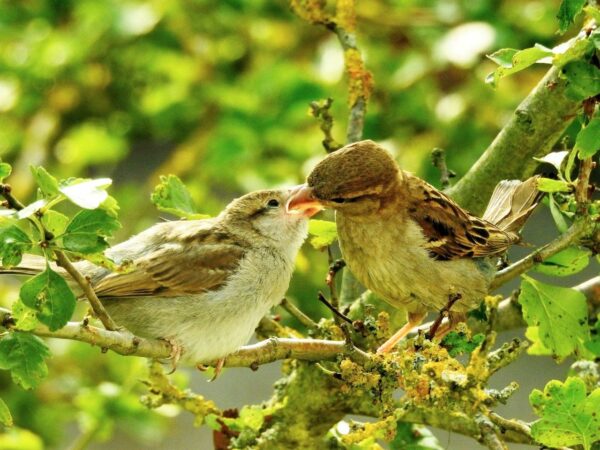 Haussperling Fütterung Nachwuchs Haussperling Fütterung Nachwuchs