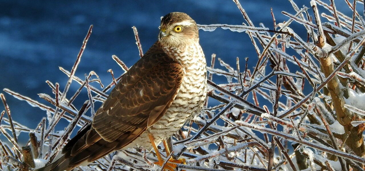 Birding Vogelbeobachtung Sperber