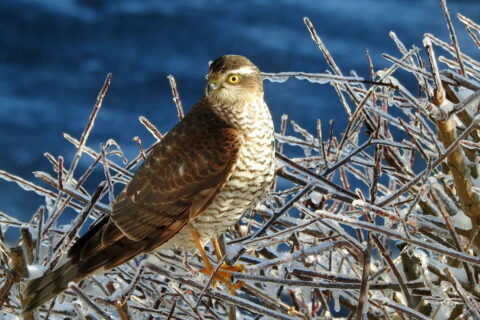 Birding Vogelbeobachtung Sperber