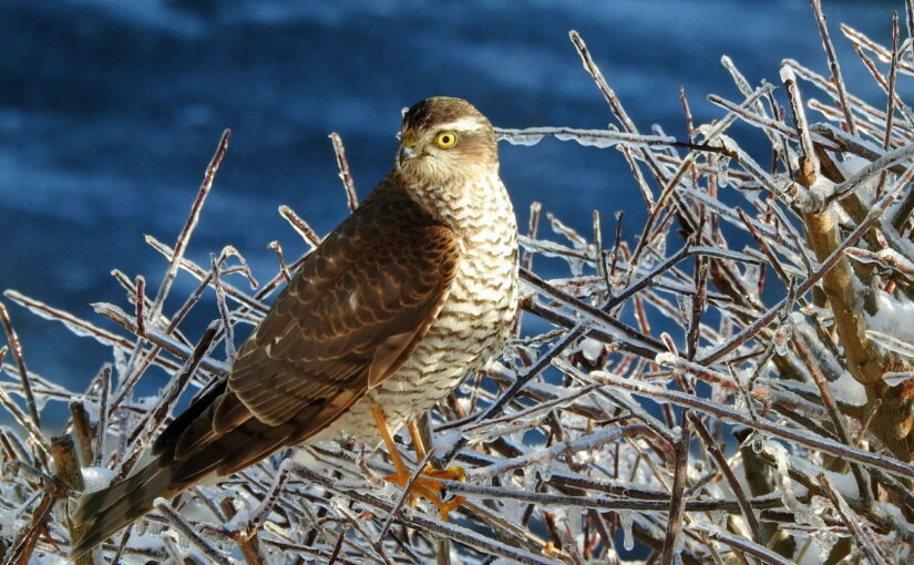 Fernglas für Vogelbeobachtung: Einsteiger-Tipps!