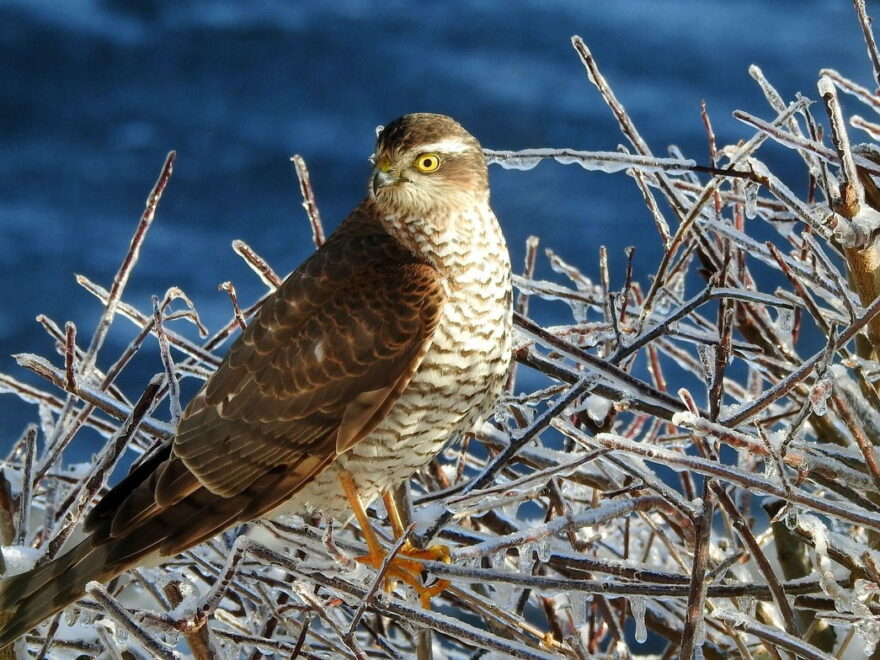Birding Vogelbeobachtung Sperber