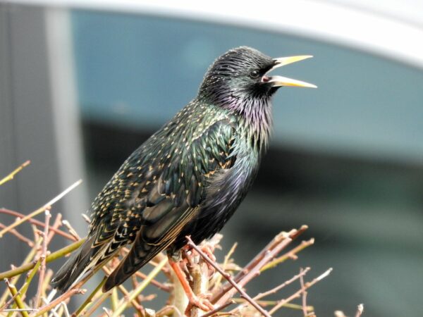 Vogelgesänge und -rufe Star Vogelgesänge und -rufe Star
