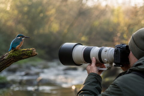 Fotograf mit Teleobjektiv fotografiert einen Eisvogel in natürlicher Umgebung