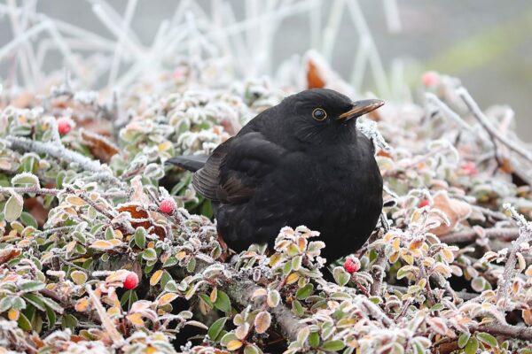 Amsel Vogel Winter Amsel Vogel Winter