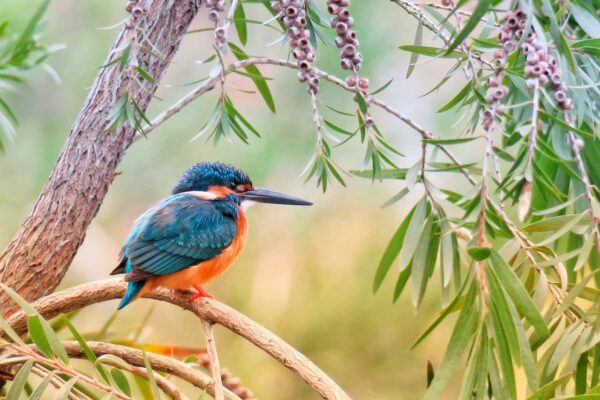 Jahreszeiten für Vogelfotografie Jahreszeiten für Vogelfotografie