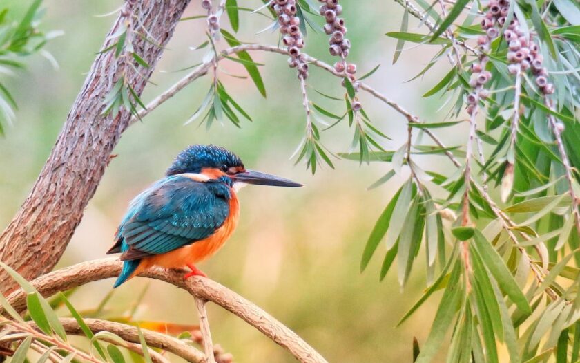 Jahreszeiten für Vogelfotografie