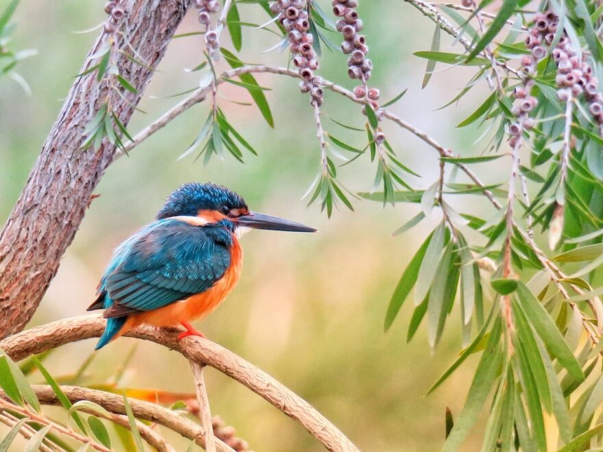 Jahreszeiten für Vogelfotografie