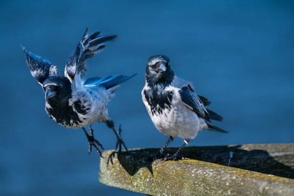 Geduld und Timing in der Vogelfotografie Geduld und Timing in der Vogelfotografie
