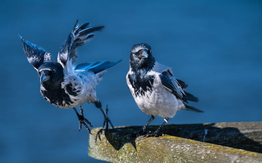 Geduld und Timing in der Vogelfotografie