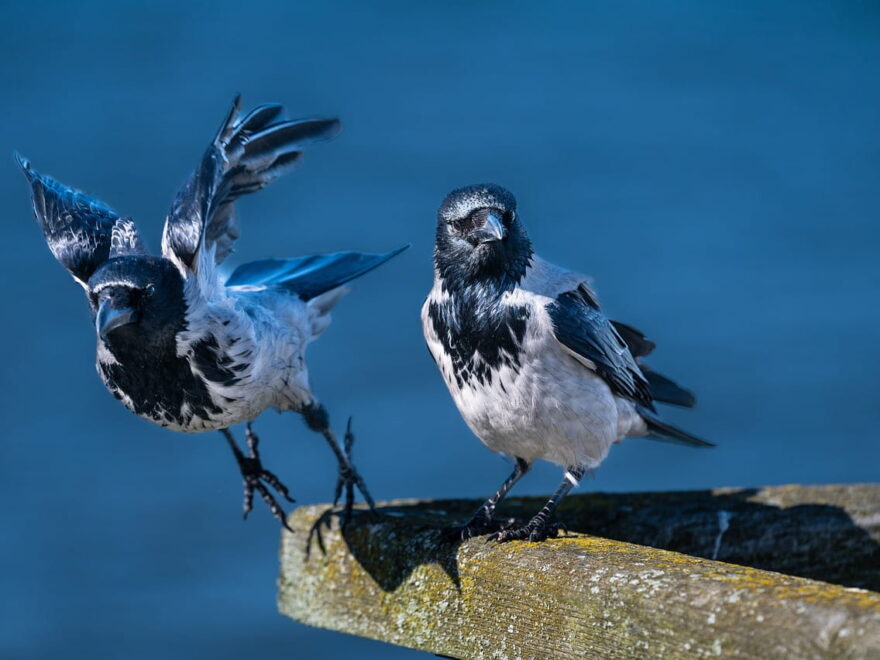 Geduld und Timing in der Vogelfotografie