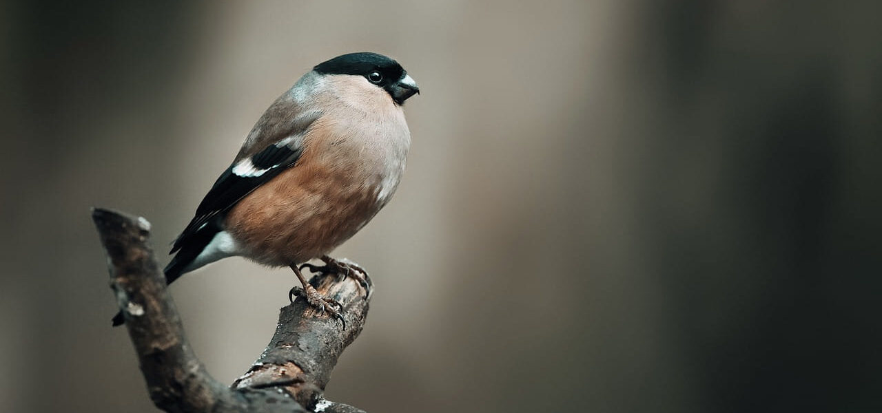 Lichtverhältnisse bei der Vogelbeobachtung