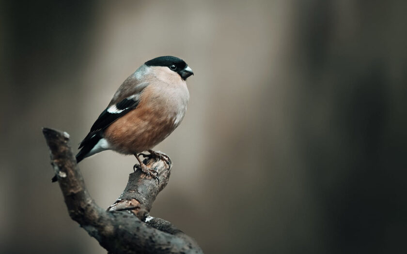 Lichtverhältnisse bei der Vogelbeobachtung