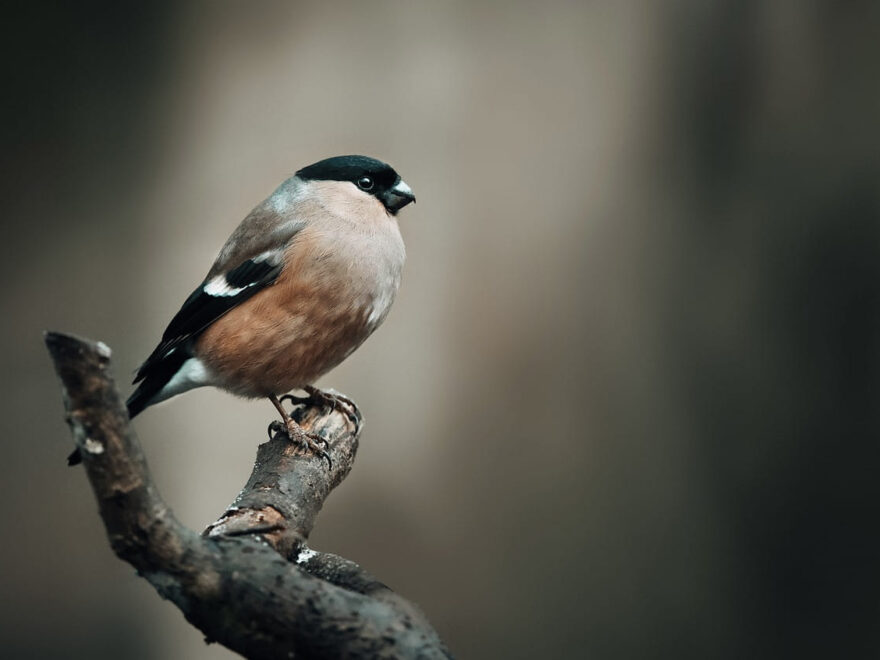Lichtverhältnisse bei der Vogelbeobachtung