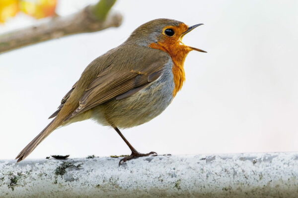 singendes Rotkehlchen singendes Rotkehlchen