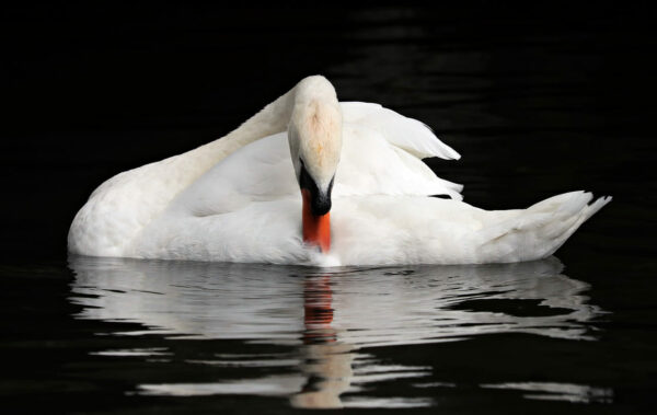 Schwan putzt sich im Sommer Schwan putzt sich im Sommer