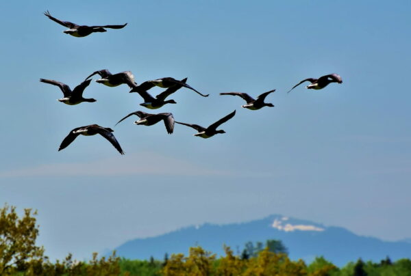 Zugvögel Wildgänse im Herbst