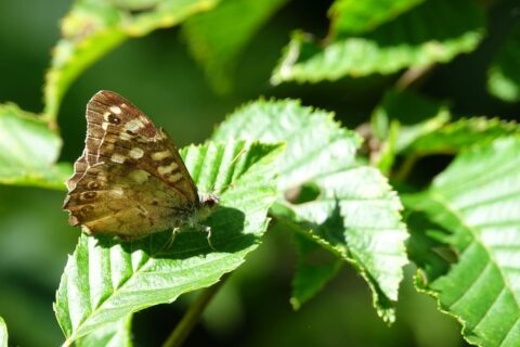 Fotos nachbearbeiten Schmetterling auf Blatt