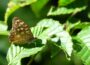 Fotos nachbearbeiten Schmetterling auf Blatt