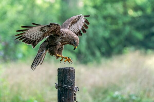 Greifvögel fotografieren Mäusebussard