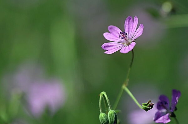 Natur fotografieren Licht und Zeit