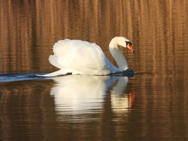 Höckerschwan Höckerschwan