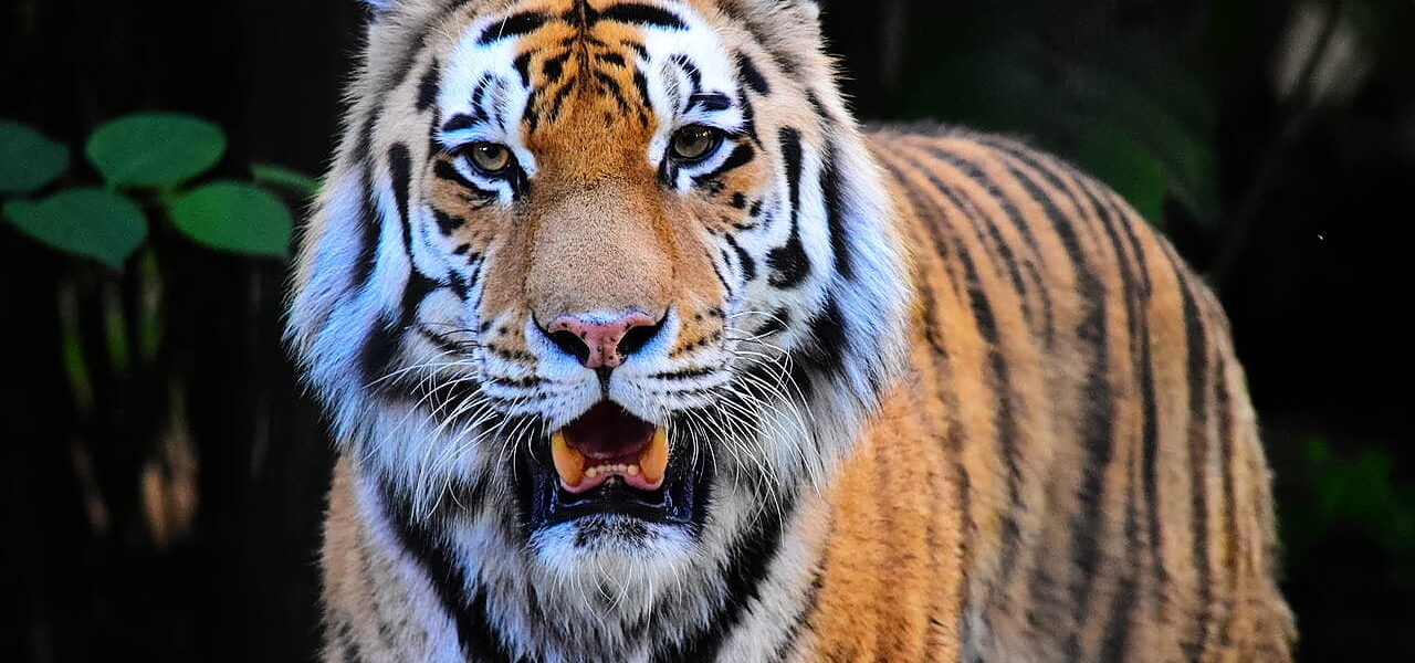 Tiger Zoo Braunschweig JPG bearbeitet