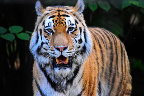 Tiger Zoo Braunschweig JPG bearbeitet
