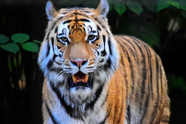 Tiger im Zoo Braunschweig JPG bearbeitet Tiger im Zoo Braunschweig JPG bearbeitet