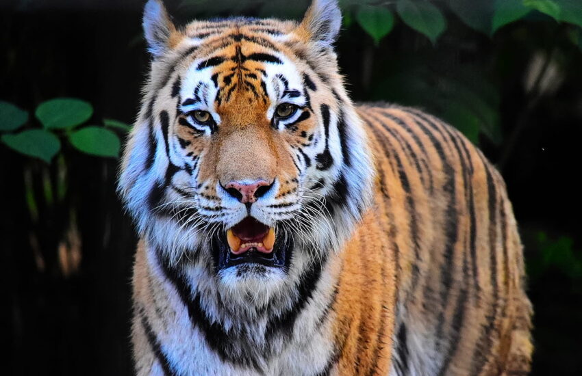 Tiger Zoo Braunschweig JPG bearbeitet