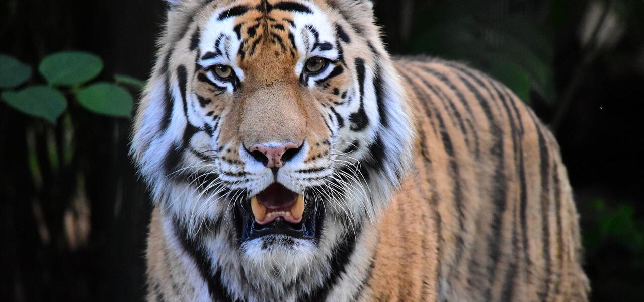 Tiger im Zoo Braunschweig OOC