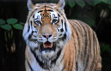 Tiger im Zoo Braunschweig OOC