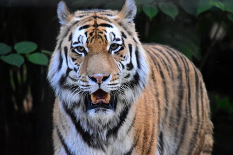 Tiger im Zoo Braunschweig OOC