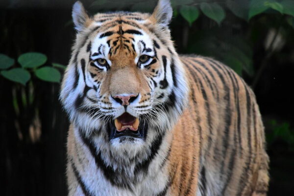 Tiger im Zoo Braunschweig OOC Tiger im Zoo Braunschweig OOC