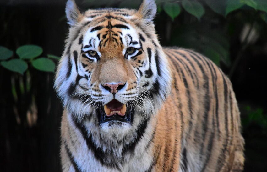 Tiger im Zoo Braunschweig OOC