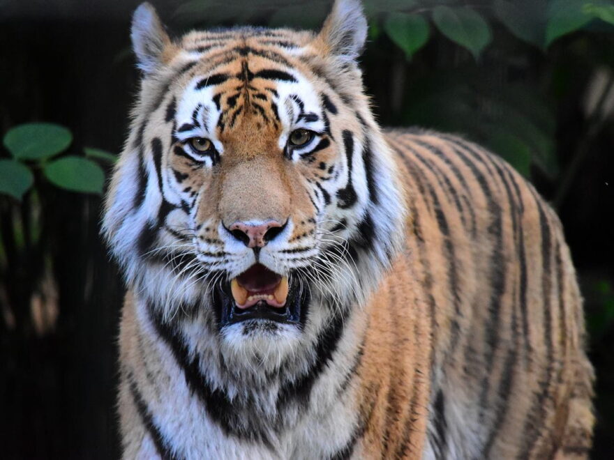 Tiger im Zoo Braunschweig OOC