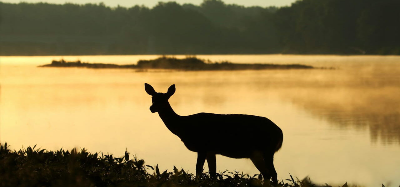 Silhouette eines Hirsches in der Dämmerung am See