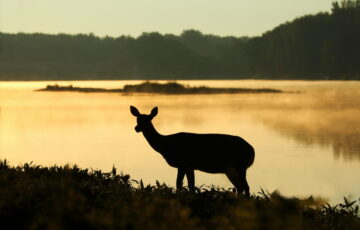 Silhouette eines Hirsches in der Dämmerung am See