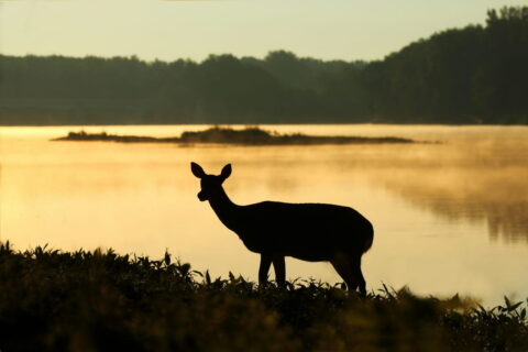 Silhouette eines Hirsches in der Dämmerung am See